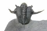 Spiny Cyphaspis Trilobite With Morocops - Top Quality Preparation #299846-8